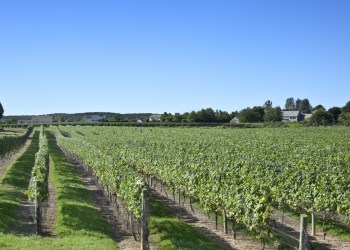 north fork vineyard