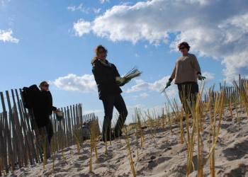 Planting seagrass at Tiana Beach. Photo credit: Paul Degrocco