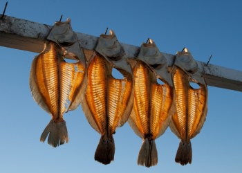 summer flounder fluke