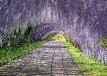 wisteria