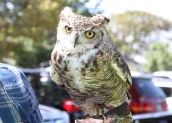 This great horned owl, Hooter, can be visited by your family at the Quogue Wildlife Refuge