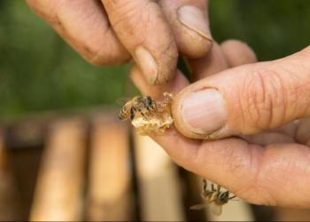 The knowing hands of beekeeper Mary Woltz with a bit of honey filled wax and a few of her gentle workers.