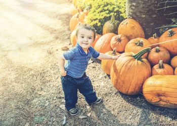 kid pumpkin picking