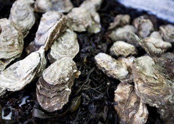 Close up of oysters