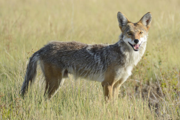 It’s Official: A Coyote Is in the Hamptons! – Dan’s Papers