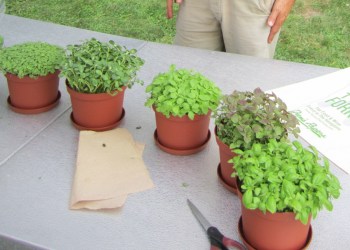 microgreens