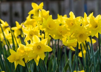 Flower bed with yellow daffodil flowers blooming in the spring.