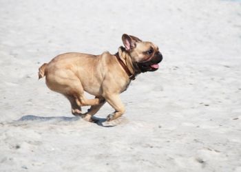 dog on beach