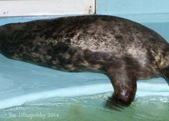 Mariposa, a gray seal.