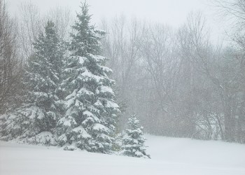 Trees in Blizzard Emily Bell