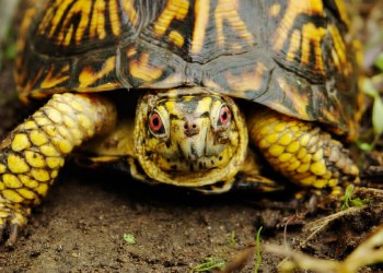 Turtles need help in the Hamptons