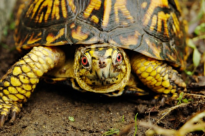 Turtles need help in the Hamptons