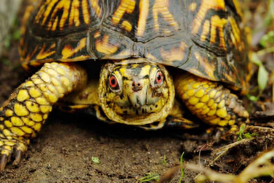 Turtles need help in the Hamptons