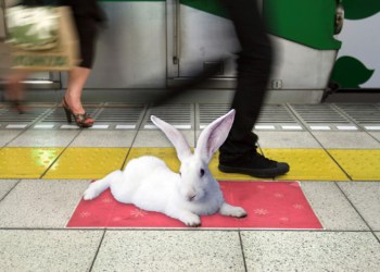 Bunny on the Hamptons Subway