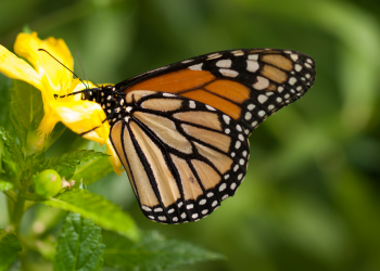 Butterfly in Garden