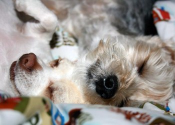 Hamptons pups Charlie and Terry take a nap