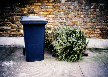 Christmas Tree dumped by trashcan