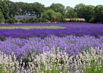 A sea of purple at Lavender By the Bay in Calverton
