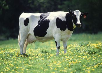 Cow. Public domain image.