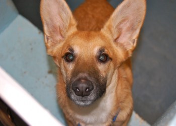 For adoption info, visit http://www.southamptonanimalshelter.com