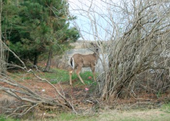 Deer on Dune Road in East Quogue.