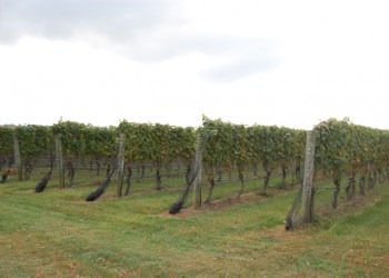 vineyard