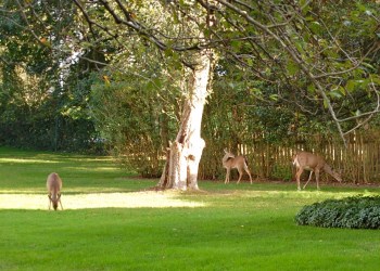 Deer in East Hampton