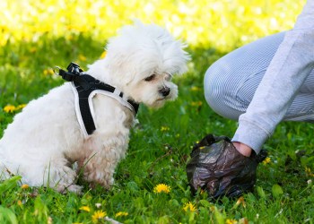 Pickup your dog feces