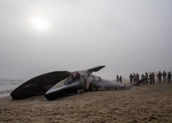 Fin whale in Napeague, photo Patricia Paladines