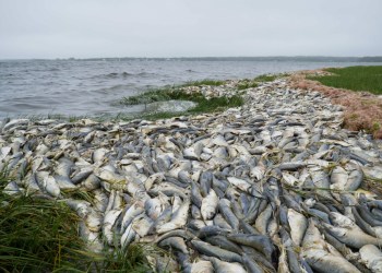 Fish kill on the Peconic.