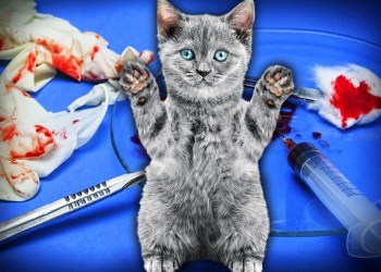 Forced Amputation Cat Declaw