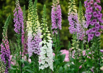 colorful foxgloves