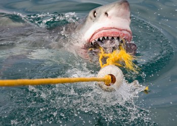 Great white shark fishing