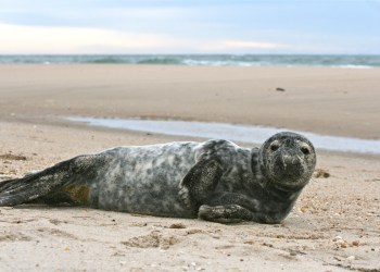 Gray Seal Beach