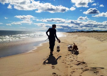 Hamptons Beach Dog Walk - East Hampton Village non-resident beach parking permits are going up in proce