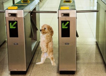 Unaccompanied dogs will not be allowed on the Hamptons Subway