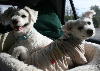 Lucy and Lily take a drive