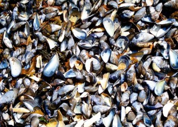 Mussels from a Shell