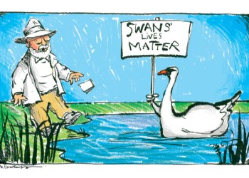 Mute swan cartoon by Mickey Paraskevas