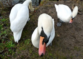 Mute swans.