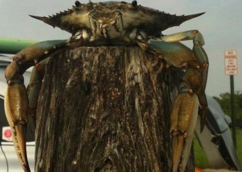 Crab on pier, photo by Kelly Laffey