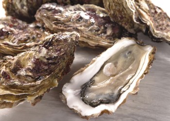 Oysters