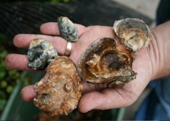 Oysters Shellfish