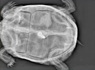 Turtle X-Ray