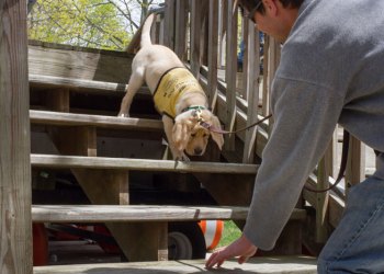 The Guide Dog Foundation for the Blind will visit Peconic Landing.