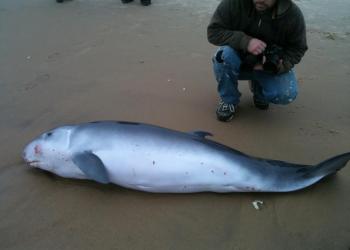 David Elze (most of him) with the Pygmy Sperm Whale on Sunday, January 13 2013