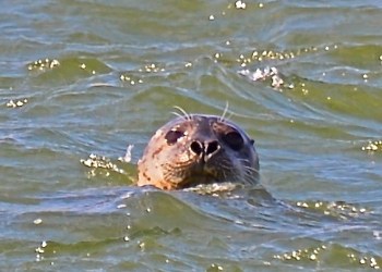 Seal in Shinnecock Inlet