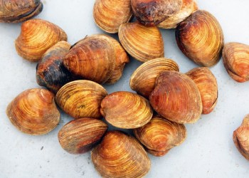 Shinnecock Bay Restoration Project is improving clams populations