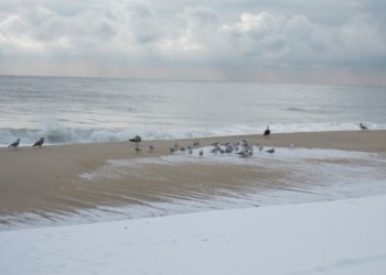 Snow and seagulls on the beach.