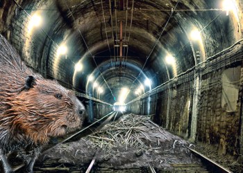 A beaver dam was found in the Hamptons Subway tunnels